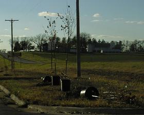 New street tress at Borden Business Park. Oct. 2001.  ©Eunice Riesberg